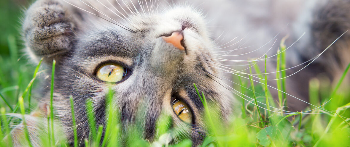 Comment savoir si mon chaton est heureux?