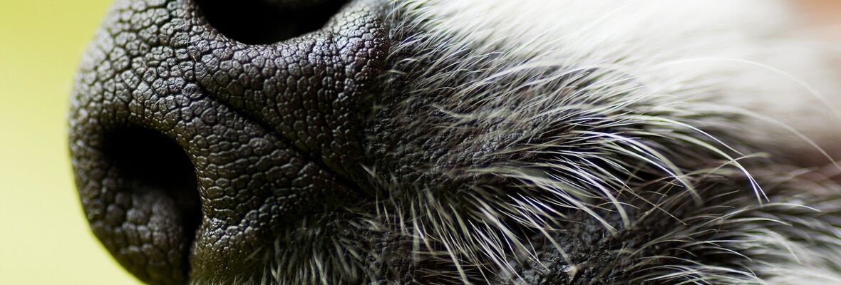 &iquest;Qu&eacute; es una alfombra olfativa para perros y c&oacute;mo hacerla en casa?