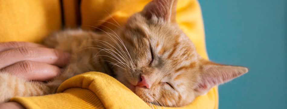 &iquest;Por qu&eacute; mi gato duerme entre mis piernas? 