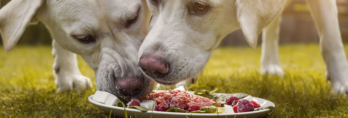 10 RAZONES POR LAS QUE ELEGIR UNA ALIMENTACI&Oacute;N NATURAL PARA PERROS