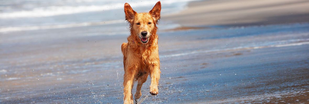 Perro de vacaciones: 5 destinos de los que disfrutar con tu perro