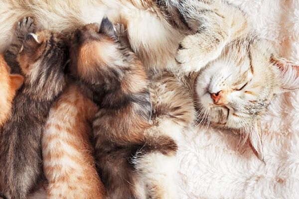 Alimentazione gattini: cosa mangiano?