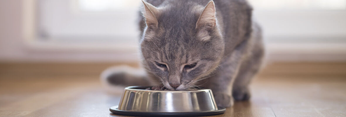 L'importanza dell'alimentazione naturale nel gatto