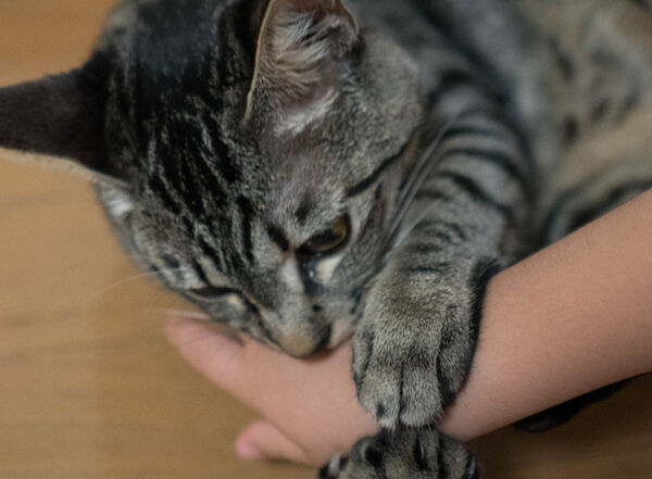 Gatto che morde: cause e che cosa fare