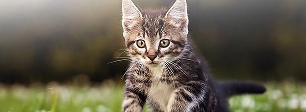 O INSTINTO CA&Ccedil;ADOR DO GATO