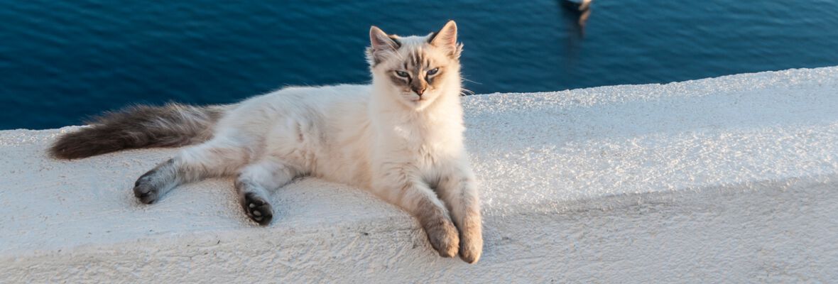 Vacaciones con gato: 5 consejos