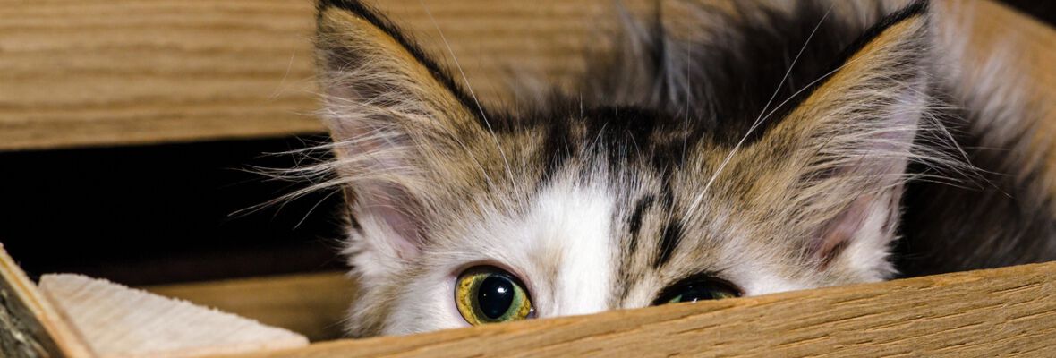 Gato miedoso: causas y consejos