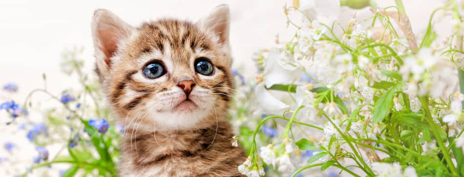 &iquest;Cu&aacute;les son los olores que odian los gatos?