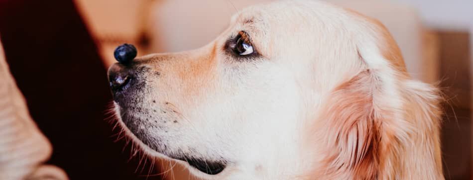 &iquest;Los perros pueden comer ar&aacute;ndanos? Descubre cu&aacute;l es la mejor receta