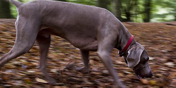 Il tuo cane, un grande esploratore