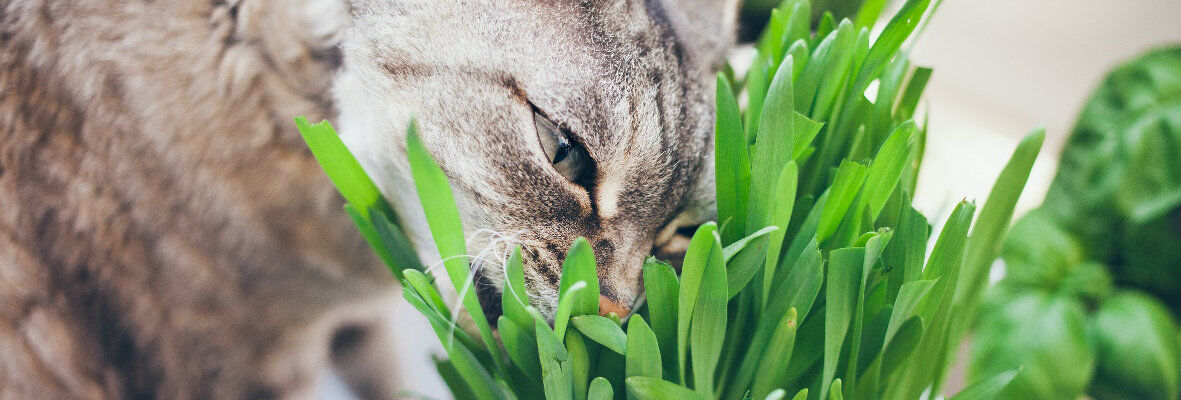 HIERBA GATERA: LA PLANTA QUE RESULTA IRRESISTIBLE PARA LOS GATOS