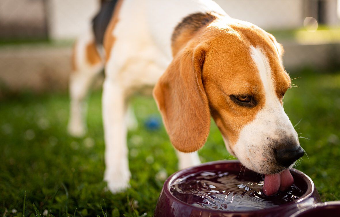 Suero para perros: &iquest;c&oacute;mo rehidratarle?