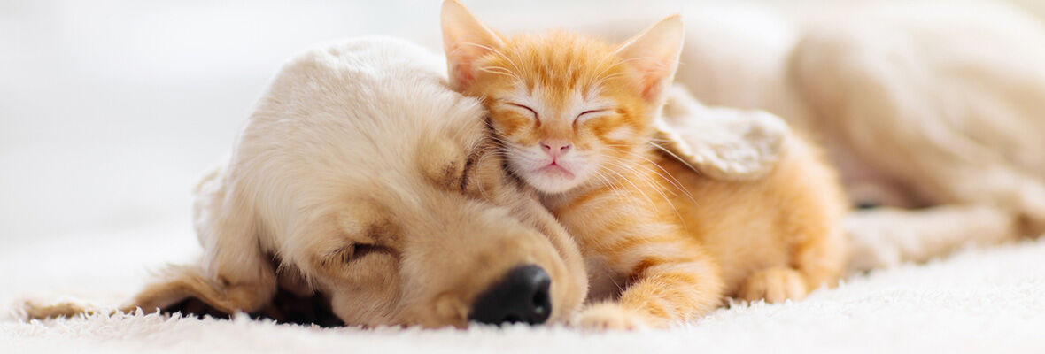 &iquest;C&oacute;mo hacer que un gato acepte a un perro?