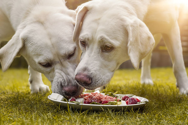 10 RAZONES POR LAS QUE ELEGIR UNA ALIMENTACI&Oacute;N NATURAL PARA PERROS