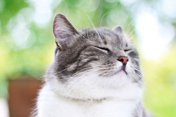 LES SOINS ESSENTIELS POUR UN CHAT APR&Egrave;S ST&Eacute;RILISATION