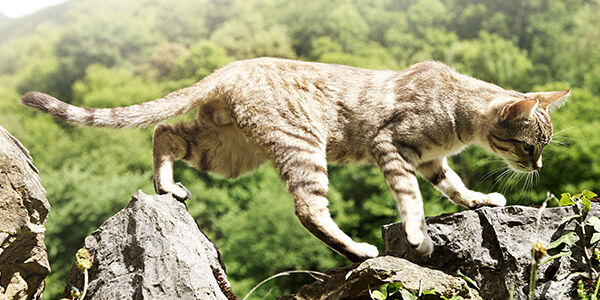 PIANTE VELENOSE E PIANTE SICURE PER IL TUO GATTO