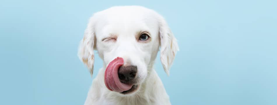 Comida liofilizada para perros: alimento natural que conserva un gran sabor