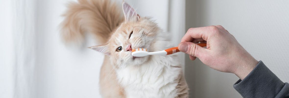 C&oacute;mo limpiar los dientes a tu gato: la gu&iacute;a definitiva