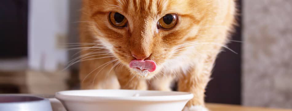 Leche para gatos, &iquest;es una buena opci&oacute;n para alimentarlos?