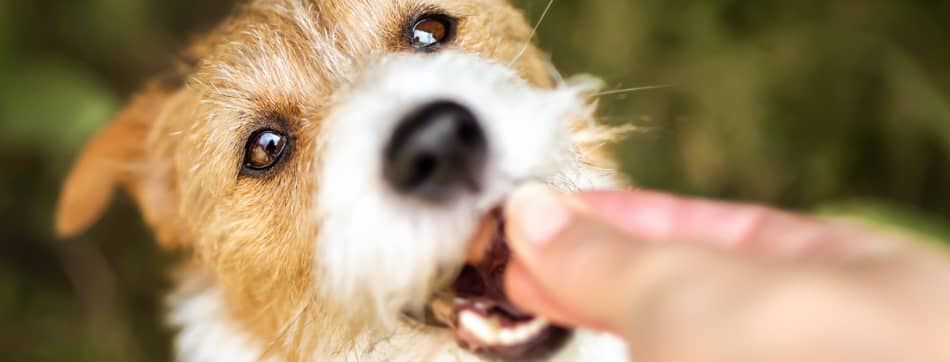 &iquest;Son malos los huesos de pollo para los perros?