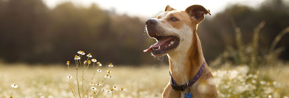 &iquest;CU&Aacute;L ES LA MEJOR COMIDA PARA PERROS?