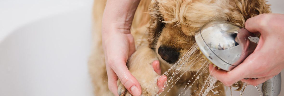CONSEJOS B&Aacute;SICOS DE HIGIENE SI VIVES CON UN PERRO O GATO