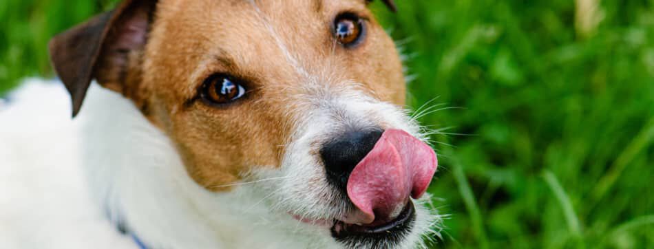 Formas de estimular el apetito de tu perro