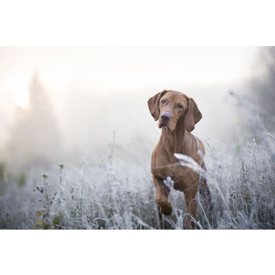&iquest;Qu&eacute; verduras pueden comer los perros?