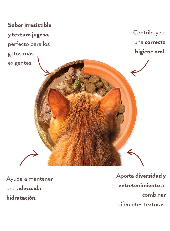Alimentación mixta gatos