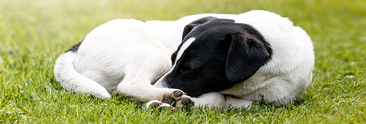 &iquest;LOS PERROS SUE&Ntilde;AN?