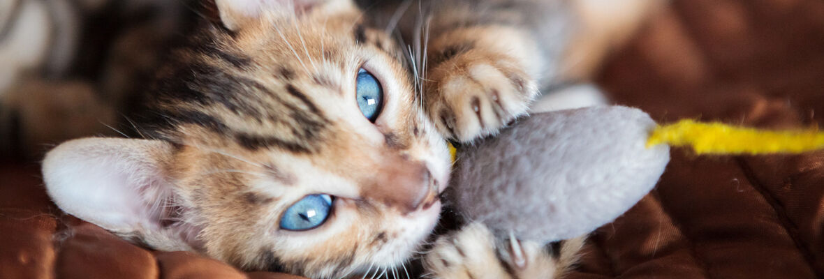 C&oacute;mo jugar con el gato de forma segura y pas&aacute;ndolo genial