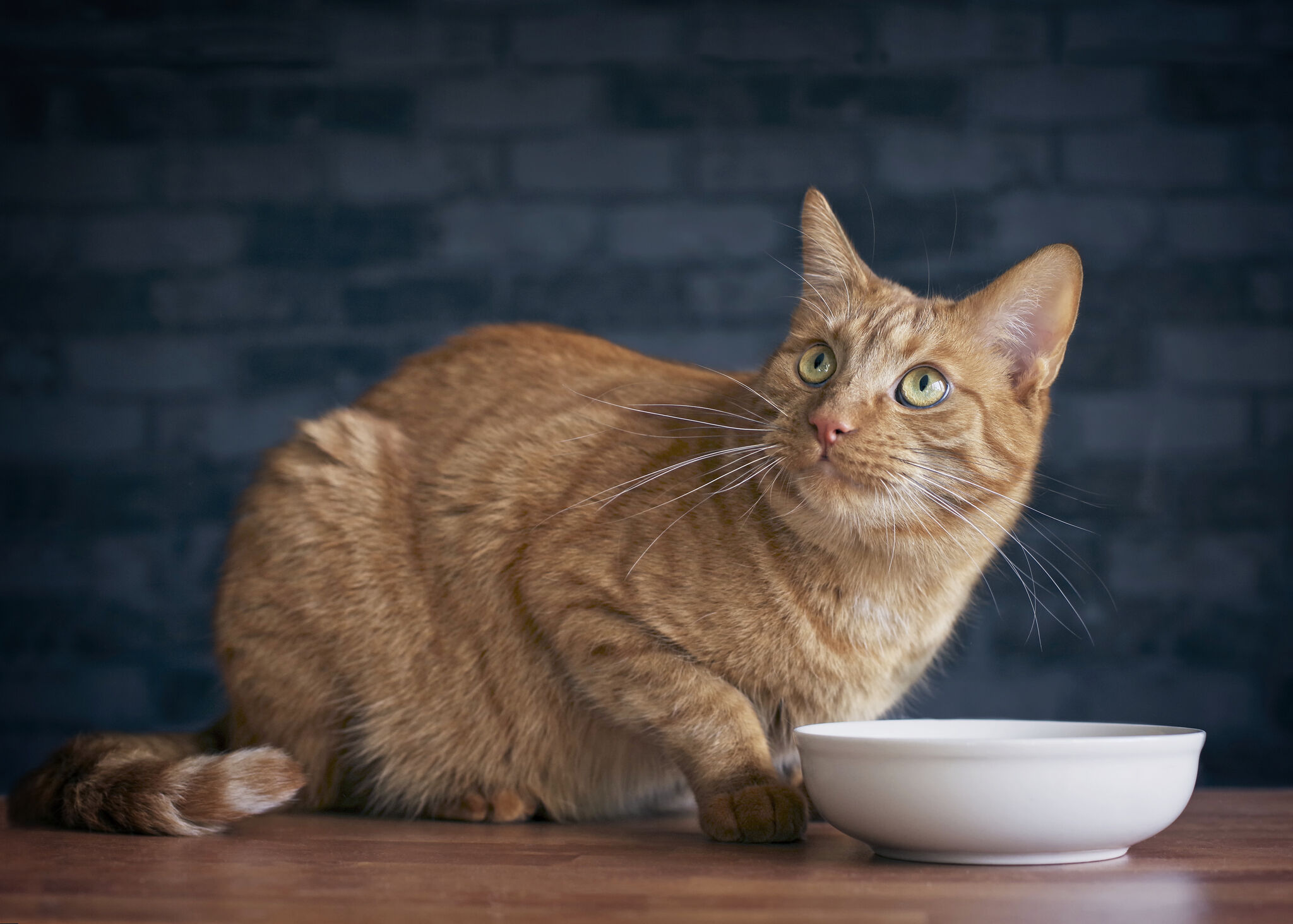 ALIMENTATION MIXTE POUR CHAT : QUELLE QUANTIT&Eacute; ?