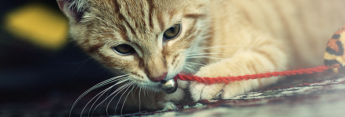 POURQUOI LES CHATS RONRONNENT-ILS?