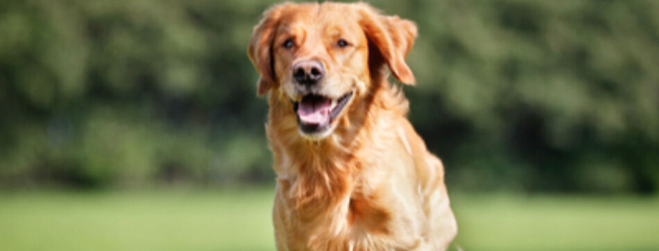 Du thon pour mon chien?