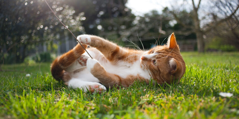 Cat lying on the grass