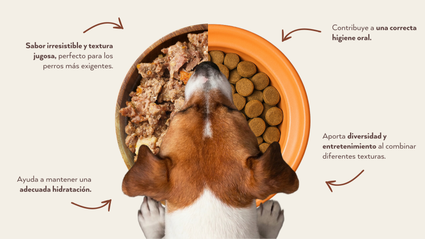 Infografia de un perro comiendo comida h&uacute;meda