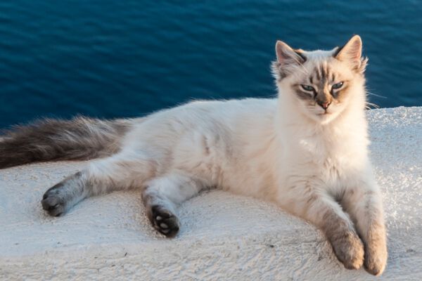 PERCH&Egrave; I GATTI CORRONO ALL'IMPROVVISO PER TUTTA CASA?