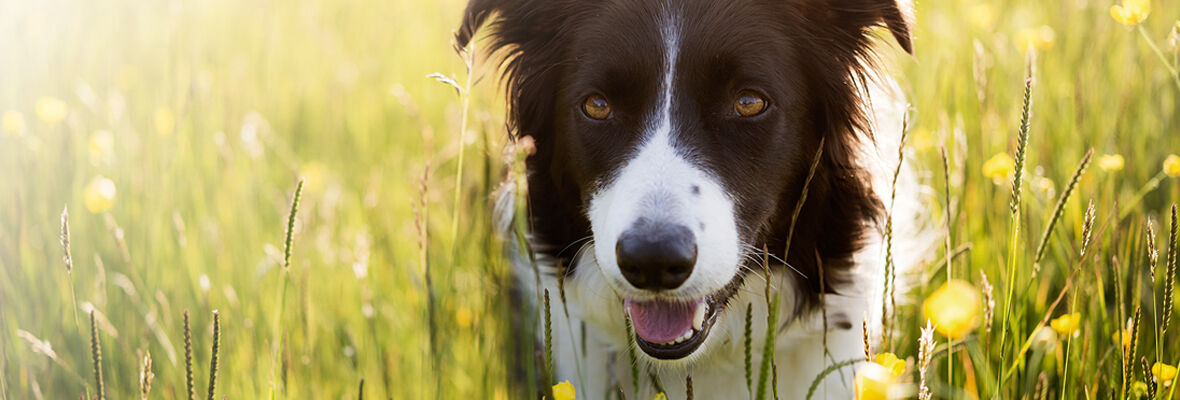 I CANI HANNO MEMORIA?