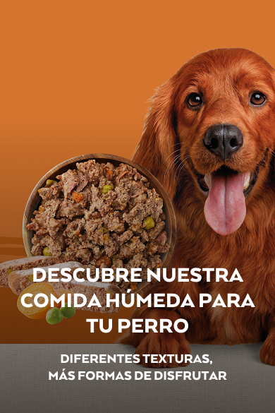 Banner &ndash; Landing- Dog- NV - Wet.png