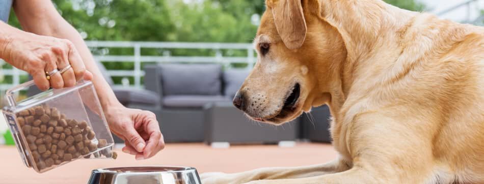 &iquest;Con qu&eacute; puedo mezclar el pienso de mi perro?