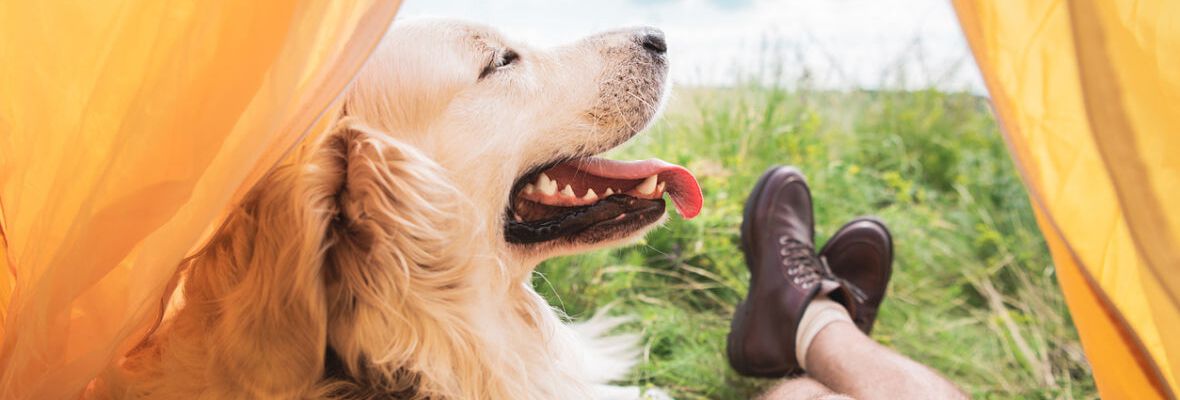 C&Oacute;MO ORGANIZAR UNA ESCAPADA 10 CON TU PERRO