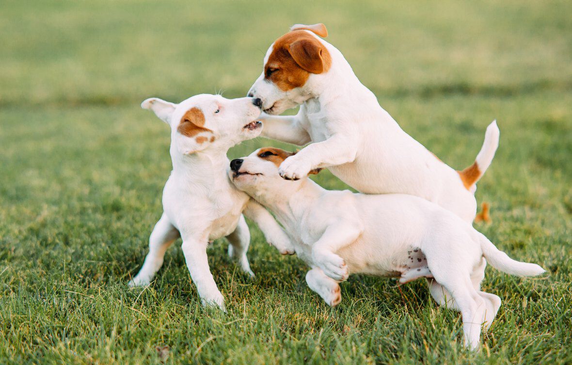 &iquest;C&oacute;mo socializar a un perro seg&uacute;n la etapa de su vida?