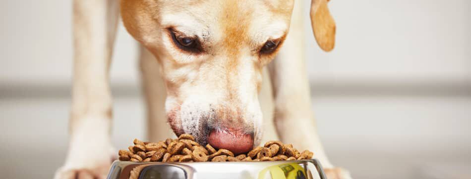 Comida liofilizada: la alternativa premium a la comida deshidratada para perros