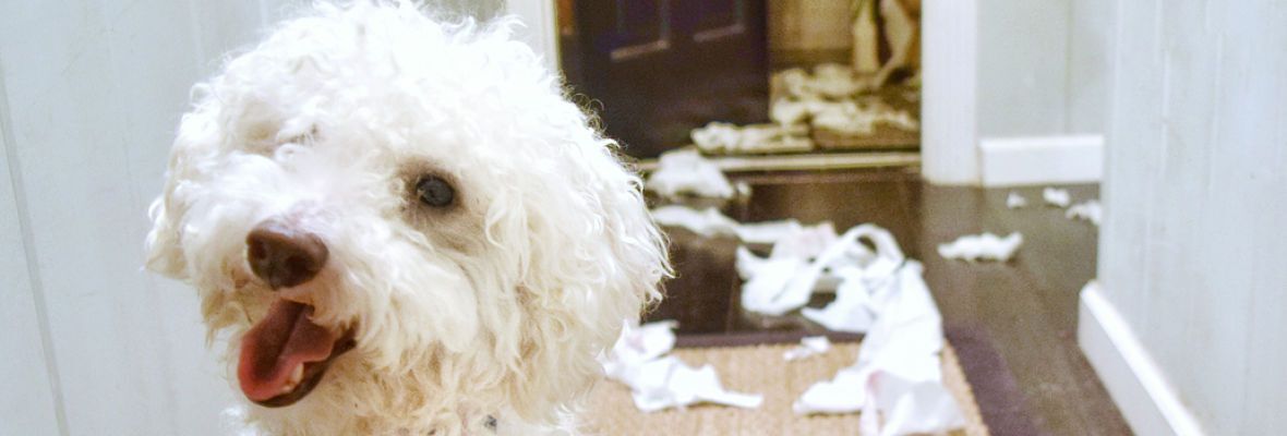 COMMENT &Eacute;VITER L'ANXI&Eacute;T&Eacute; DE S&Eacute;PARATION DU CHIEN ?&nbsp;