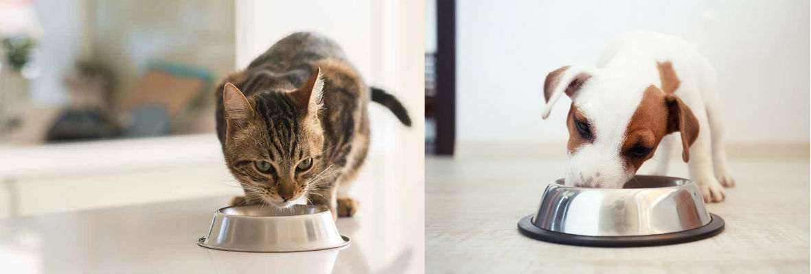 Ventajas de la alimentaci&oacute;n mixta: seca y h&uacute;meda