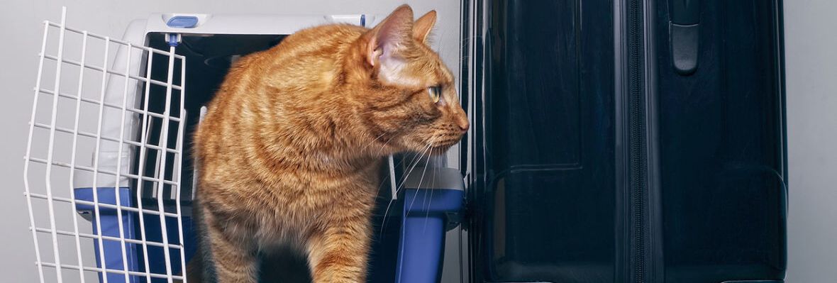 &iquest;QU&Eacute; HACER CON TU GATO EN VACACIONES?