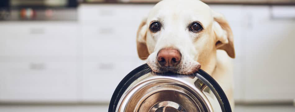 &iquest;Conoces las propiedades de la comida h&uacute;meda para perros?