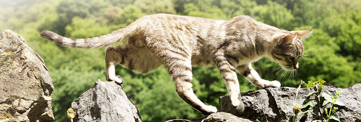 PIANTE VELENOSE E PIANTE SICURE PER IL TUO GATTO