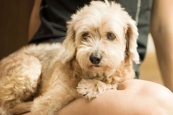 Yoga con i cani: pratica yoga con il tuo cane senza uscire di casa