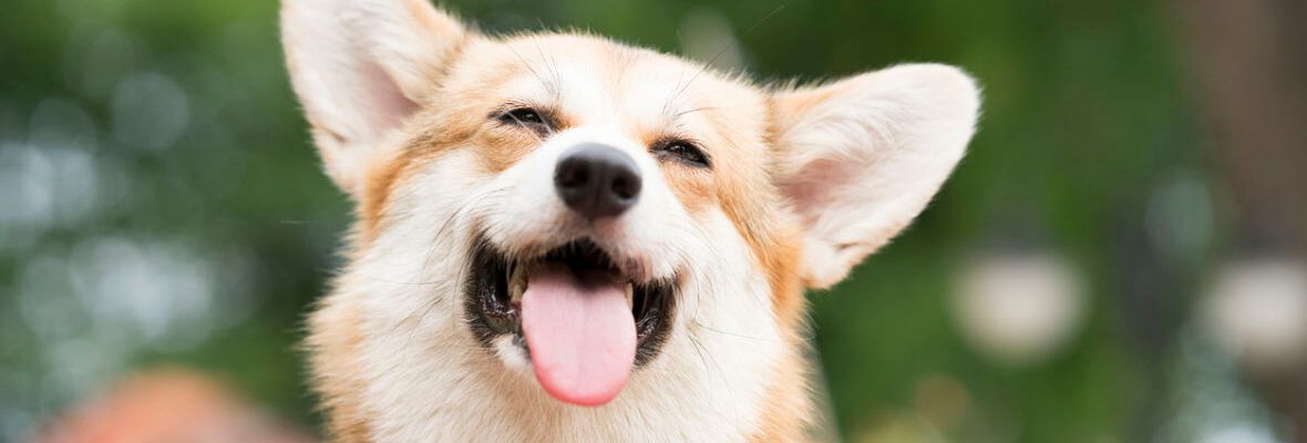 A mi perro le huele el aliento: &iquest;c&oacute;mo tratarlo? 